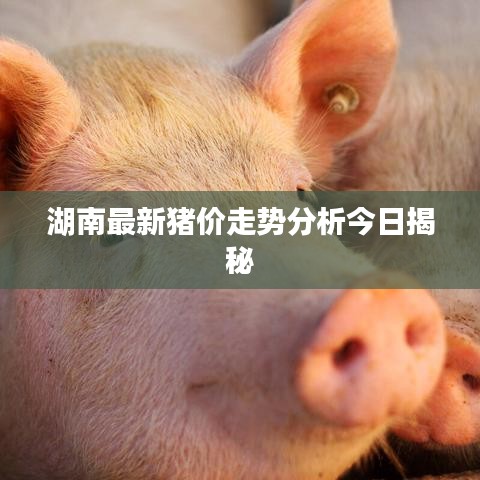 湖南最新猪价走势分析今日揭秘
