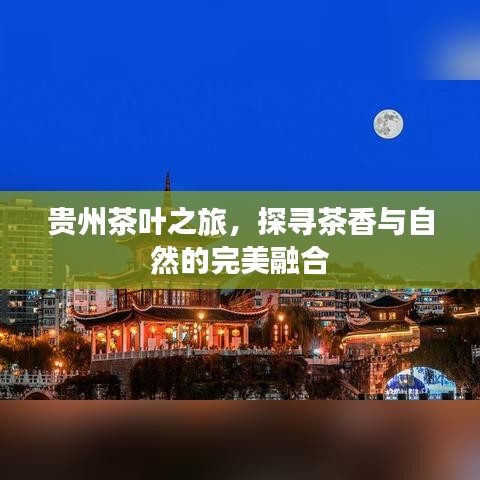 贵州茶叶之旅，探寻茶香与自然的完美融合