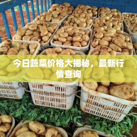 今日蔬菜价格大揭秘，最新行情查询