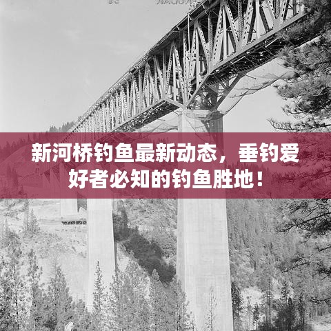 新河桥钓鱼最新动态，垂钓爱好者必知的钓鱼胜地！