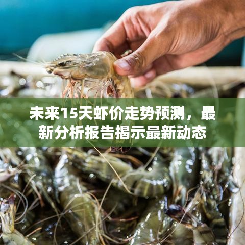 未来15天虾价走势预测，最新分析报告揭示最新动态