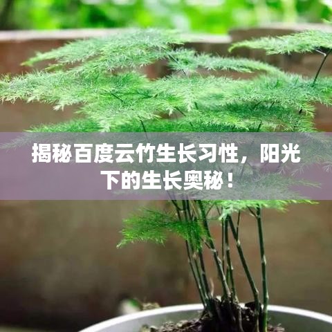揭秘百度云竹生长习性，阳光下的生长奥秘！