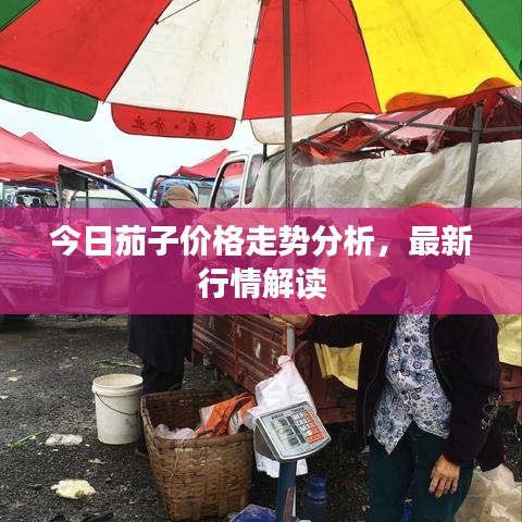 今日茄子价格走势分析，最新行情解读