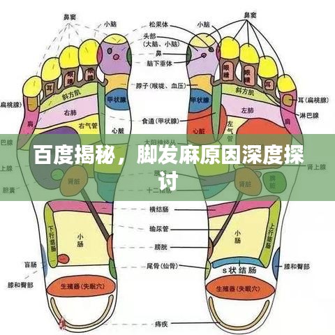 百度揭秘，脚发麻原因深度探讨