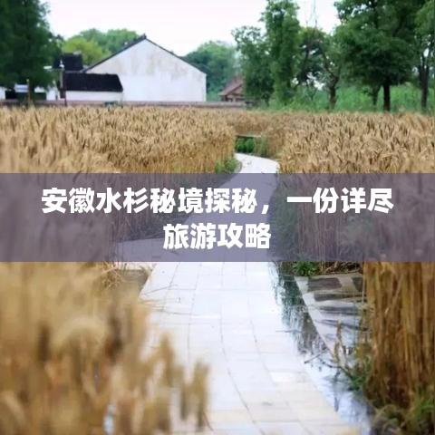 安徽水杉秘境探秘，一份详尽旅游攻略
