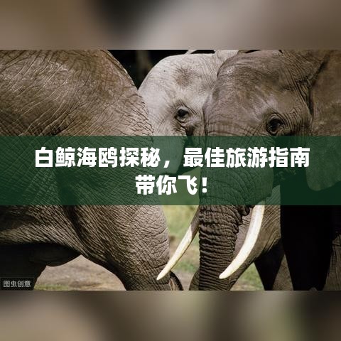 白鲸海鸥探秘，最佳旅游指南带你飞！