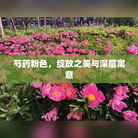 芍药粉色，绽放之美与深层寓意