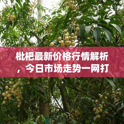 枇杷最新价格行情解析，今日市场走势一网打尽