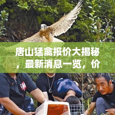唐山猛禽报价大揭秘，最新消息一览，价格透明化查询