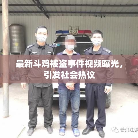 最新斗鸡被盗事件视频曝光，引发社会热议
