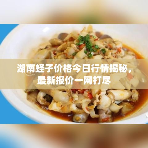 湖南蛏子价格今日行情揭秘，最新报价一网打尽