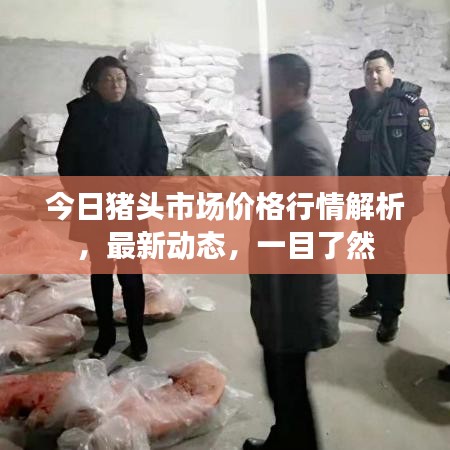 今日猪头市场价格行情解析，最新动态，一目了然