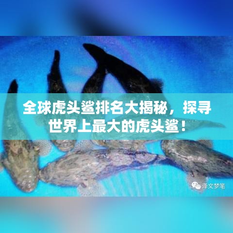 全球虎头鲨排名大揭秘，探寻世界上最大的虎头鲨！