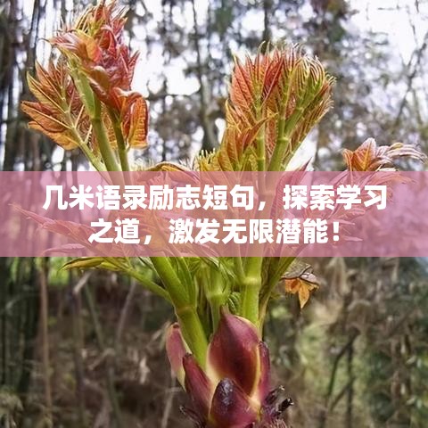 几米语录励志短句，探索学习之道，激发无限潜能！