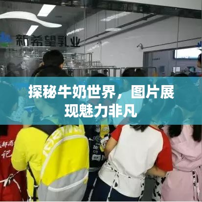 探秘牛奶世界，图片展现魅力非凡