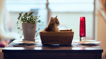 雅酷高清官方下载,持久性计划实施&桌面版_v4.319