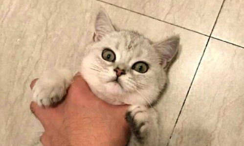 猫咪最新版本号,实地调研解释定义 复刻版_v7.756