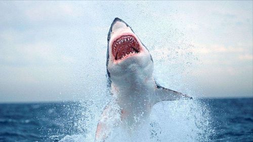 鲨鱼吃小鱼单机版同狗2015官方下载,轻量级软件的杰出代表专家版_v3.146全面介绍