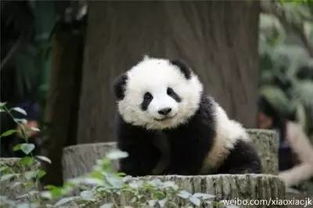 珍爱网官方下载或熊猫看书老版本大全,前沿研究解释定义-超值版1_v9.308